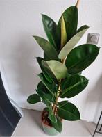 Planten, Huis en Inrichting, Kamerplanten, Ophalen, Ficus, Halfschaduw