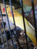 Alexander parkiet litino pop 1jaar, Dieren en Toebehoren, Vogels | Parkieten en Papegaaien, Vrouwelijk, Parkiet