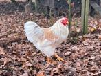 wyandot Haan, Dieren en Toebehoren, Pluimvee, Mannelijk, Kip