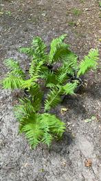 5 varens, Tuin en Terras, Planten | Tuinplanten, Vaste plant, Varens, Ophalen of Verzenden, Bloeit niet