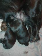 Prachtige pups nog 1 teefje en 1 reutje markiesje /kooiker, Overige rassen, 8 tot 15 weken, Meerdere, Meerdere dieren