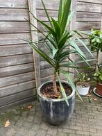 Yucca kamerplant in pot, Overige soorten, Vaste plant, Ophalen of Verzenden, Bloeit niet
