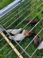 Antwerpse baardkriel, Dieren en Toebehoren, Pluimvee, Mannelijk, Kip