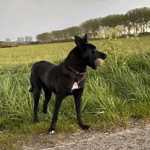 Nieuw huisje gezocht border collie/ labrador, Dieren en Toebehoren, Honden | Herdershonden en Veedrijvers, Teef, Overige rassen