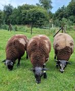 Bonte dekram (keuze uit 3), Dieren en Toebehoren, Mannelijk, Schaap, 0 tot 2 jaar