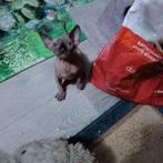 Sphynx kittens beschikbaar – 2 katertjes & 2 poesjes, 0 tot 2 jaar