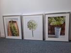 Set van 3 ingelijste botanische prints, Ophalen, 50 tot 75 cm, 50 tot 75 cm, Print