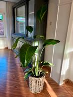 Grote kamerplant in mand, Huis en Inrichting, Ophalen, 100 tot 150 cm, Overige soorten, Halfschaduw