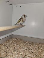 majoor putters pop. wildkleur, Dieren en Toebehoren, Vrouwelijk, Wildzangvogel, Tam