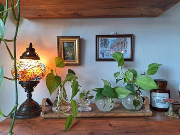 Philodendron Scandens stekjes 🌱 beschikbaar voor biedingen