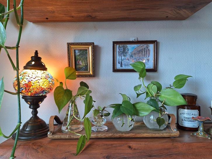 Philodendron Scandens stekjes 🌱, Huis en Inrichting, Kamerplanten, Overige soorten, Minder dan 100 cm, Ophalen