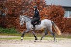Mega gave, fantastische en stoere diamant!!️, Dieren en Toebehoren, Paarden, B, Dressuurpaard, 3 tot 6 jaar, 160 tot 165 cm