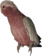 Split man roze kaketoe, Dieren en Toebehoren, Vogels | Parkieten en Papegaaien, Mannelijk, Papegaai, Geringd