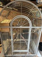 Vogels, Mannelijk, Parkiet