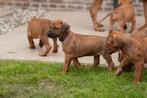 Rhodesian Ridgeback pups, Dieren en Toebehoren, Honden | Beagles, Bassets en Lopende honden, Particulier, Meerdere, 8 tot 15 weken