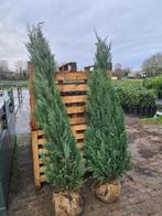 Blauwe coniferen in diverse maten leverbaar, Tuin en Terras, Ophalen of Verzenden, Conifeer, Haag, 100 tot 250 cm