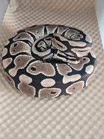 Ballpython- python regius- koningspython, Dieren en Toebehoren, Reptielen en Amfibieën, Slang