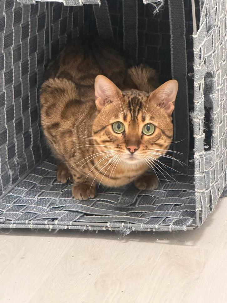 Bengaalse dekkater, Dieren en Toebehoren, Katten en Kittens | Dekkaters