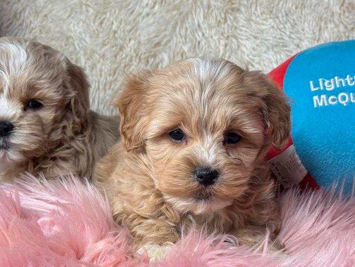 Maltipoo pups teefjes 1600 reutjes 1250€, Dieren en Toebehoren, Honden | Chihuahua's en Gezelschapshonden, Meerdere dieren, Overige rassen