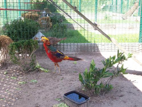 Fazanten: verschillende koppels rodegoud fazant beschikbaar, Dieren en Toebehoren, Pluimvee, Overige soorten, Meerdere dieren