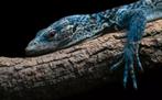 Gezocht! Jonge Varanus macraei, Dieren en Toebehoren, Reptielen en Amfibieën, 0 tot 2 jaar