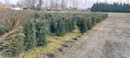 taxus baccata, Ophalen, Overige soorten, Bloeit niet, Halfschaduw