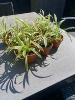 Chlorophytum/Graslelie plant, Ophalen, Zomer, Halfschaduw