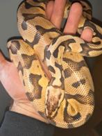 0.1 desertghost orangedream  dh pied clown, Dieren en Toebehoren, Reptielen en Amfibieën, Slang