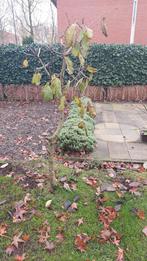 kersenboompjes, Tuin en Terras, Planten | Fruitbomen, Ophalen, Volle zon, Kersenboom, 100 tot 250 cm