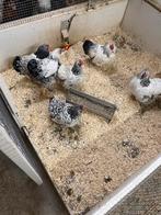 Wyandotte’s, cochin, serama , hollandse krielen, Dieren en Toebehoren, Pluimvee, Meerdere dieren, Kip