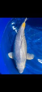 (24) Koi / Koi karper -  Hariwake 54 cm., Karper of Koi