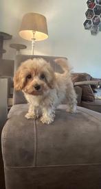 Laatste 2 havapoo pups mogen gelijk mee!, CDV (hondenziekte), Overige rassen, 8 tot 15 weken, Meerdere