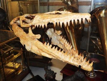 Reusachtige Mosasaurus schedel, ca. 75 cm beschikbaar voor biedingen