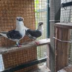 Duiven koppel te koop, Meerdere dieren, Overige soorten