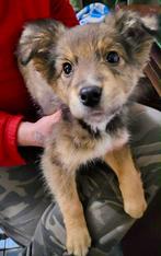 GEWELDIG LIEF MOOI REUTJE ( PUP ) OPZOEK NAAR ZIJN MENSEN, Particulier, 15 weken tot 1 jaar, Reu, Buitenland