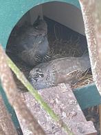californische kuifkwartels haantjes, Mannelijk, Tropenvogel