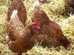 Bruine Barnevelder kippen., Dieren en Toebehoren, Pluimvee, Kip, Vrouwelijk