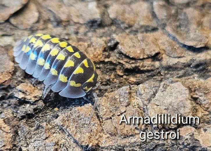 Armadillidium gestroi, Dieren en Toebehoren, Insecten en Spinnen, Overige soorten