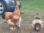 Brahma haan, Dieren en Toebehoren, Pluimvee, Mannelijk, Kip