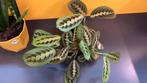 Maranta / gebedsplant, Huis en Inrichting, Kamerplanten, Ophalen, Halfschaduw, Minder dan 100 cm