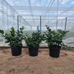 Laurier Prunus laurocerasus 'van Nes', Volle zon, Vaste plant, Lente, Ophalen