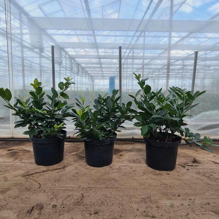 Laurier Prunus laurocerasus 'van Nes', Tuin en Terras, Planten | Tuinplanten, Vaste plant, Overige soorten, Volle zon, Lente, Ophalen