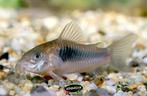 Corydora Aeneus -Bronzen pantsermeerval - Koidreams valburg, Dieren en Toebehoren, Vissen | Aquariumvissen, Vis, Zoetwatervis