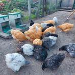 Orpington groot haantjes, Dieren en Toebehoren, Pluimvee, Mannelijk, Kip