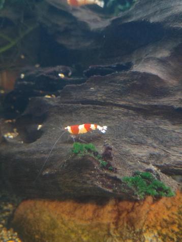 Crystal red garnalen (caridina garnalen) beschikbaar voor biedingen