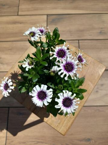 Osteospermum beschikbaar voor biedingen