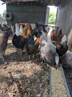 Legkippen, Dieren en Toebehoren, Pluimvee, Vrouwelijk, Kip