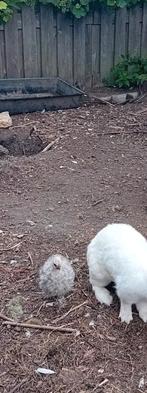Moeder kip met 3 kuikens klein en 3 van eerdere lichting, Meerdere dieren, Kip
