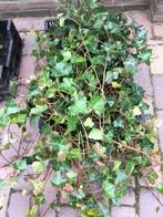 Hedera hibernica (Klimop), Tuin en Terras, Planten | Struiken en Hagen, Ophalen, Overige soorten, Haag, Minder dan 100 cm