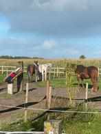 Plek beschikbaar!! Stalling op Paddock Paradise!, Weidegang, 1 paard of pony